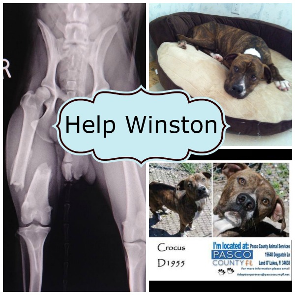 Help Winston the Rescue Dog